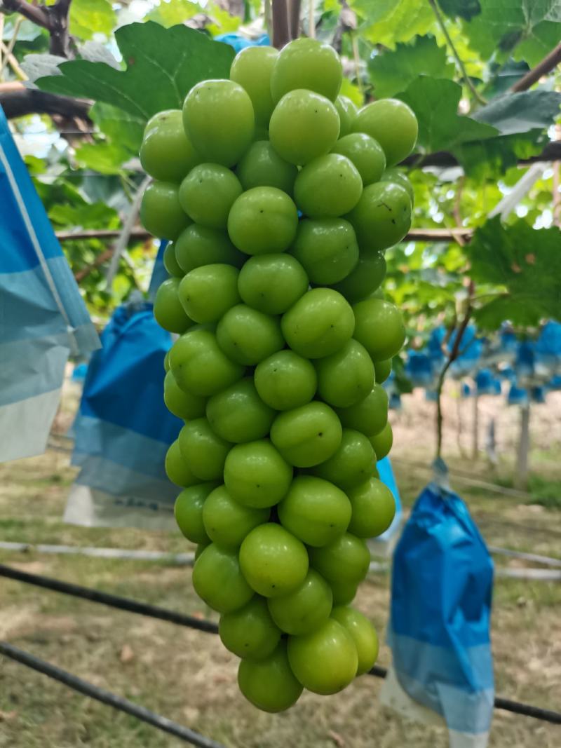 渭南市大荔阳光玫瑰基地一手货源欢迎咨询