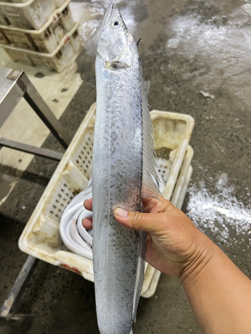 渤海湾带鱼，现货，欢迎各位光临