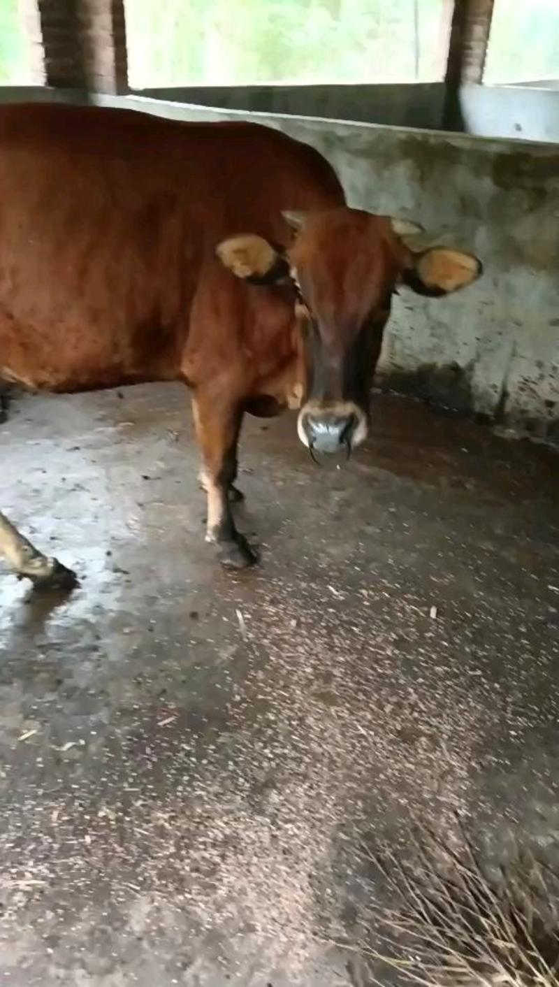 活牛，繁殖母牛