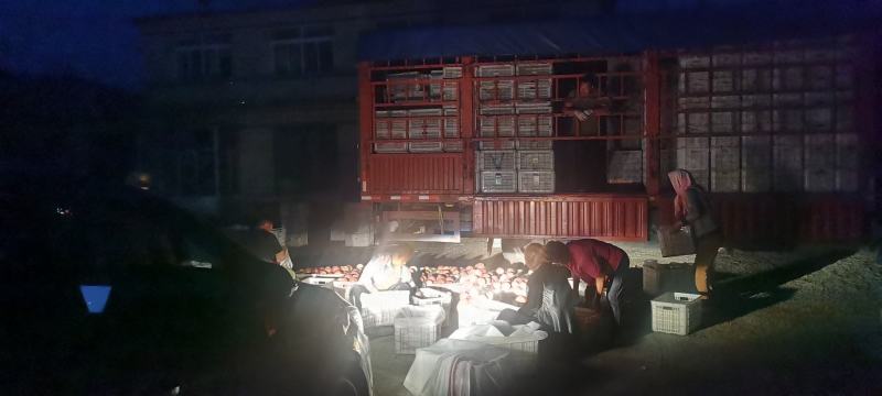 辽宁瓦房店市美沙、红王将苹果热销中