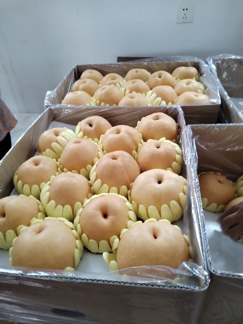 精品秋月梨/丰水梨/产地直发脆甜多汁对接社团电商
