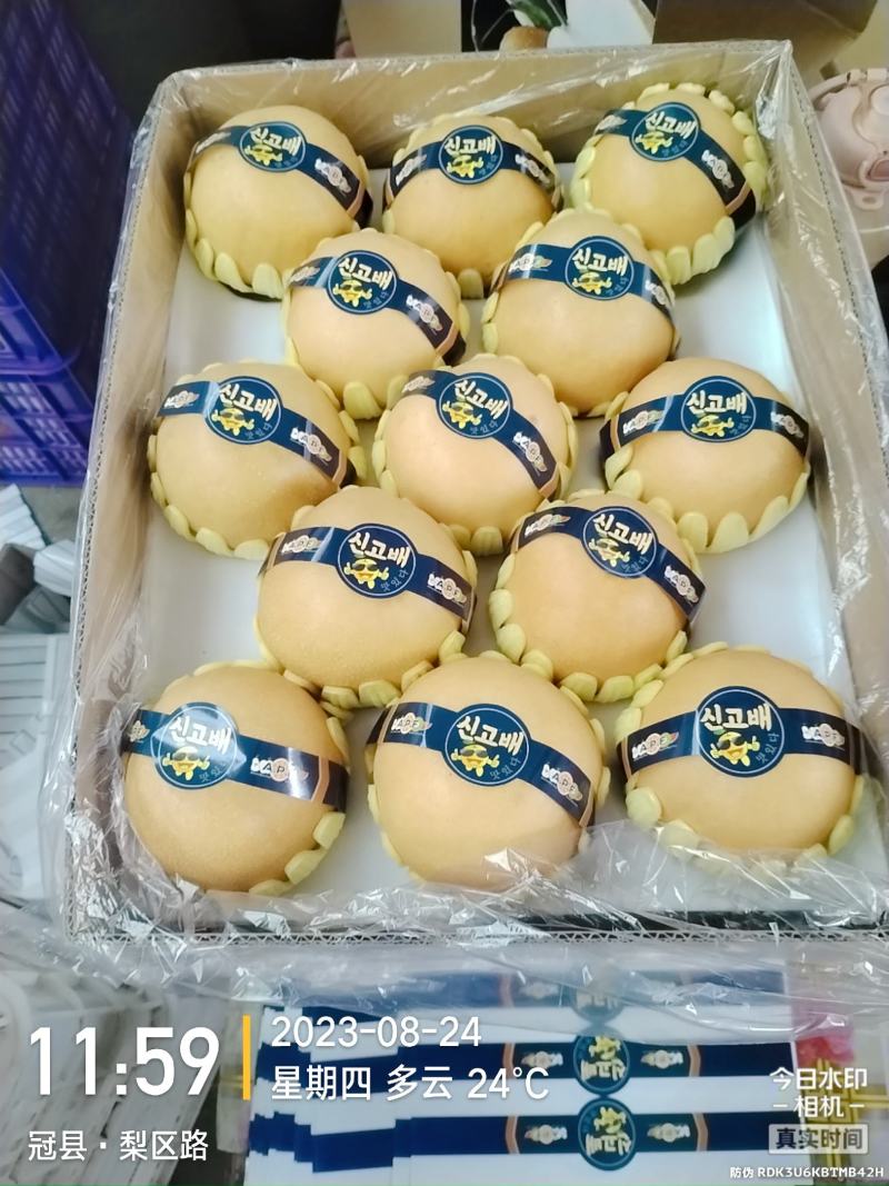 精品秋月梨/丰水梨/产地直发脆甜多汁对接社团电商
