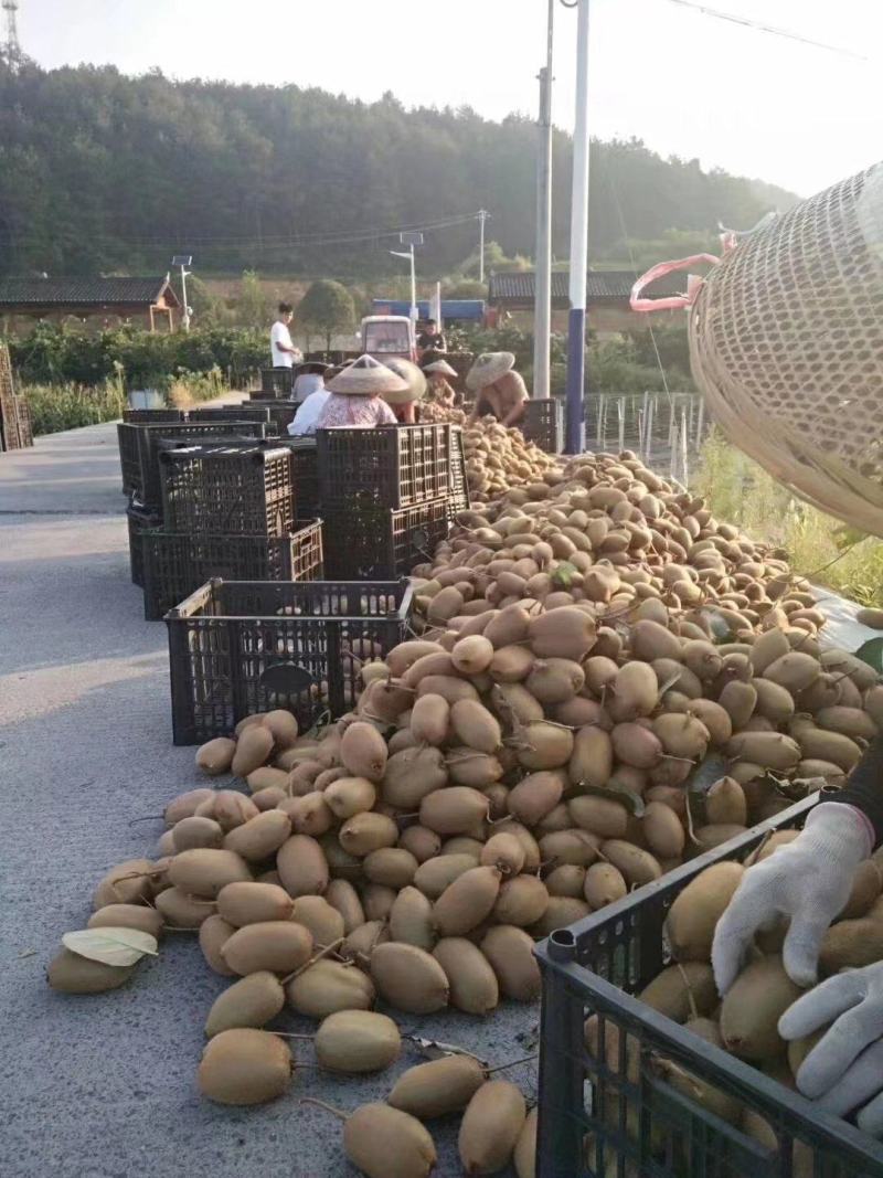 米良一号猕猴桃