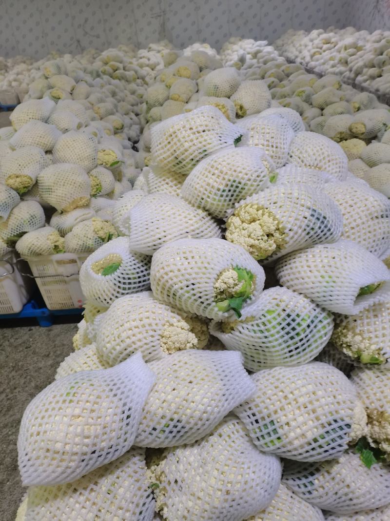 有机花/白面青梗松花菜2~3斤散花乳白