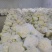 有机花/白面青梗松花菜2~3斤散花乳白