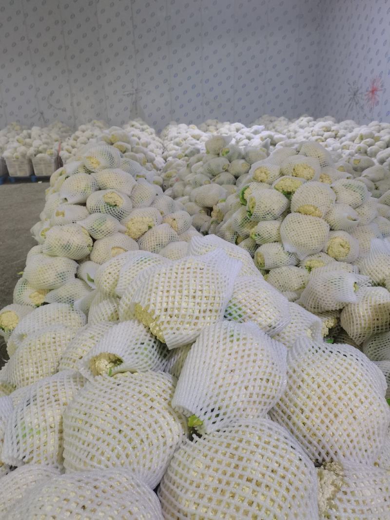 有机花/白面青梗松花菜2~3斤散花乳白