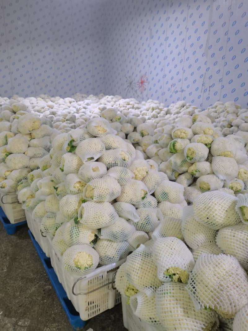 有机花/白面青梗松花菜2~3斤散花乳白