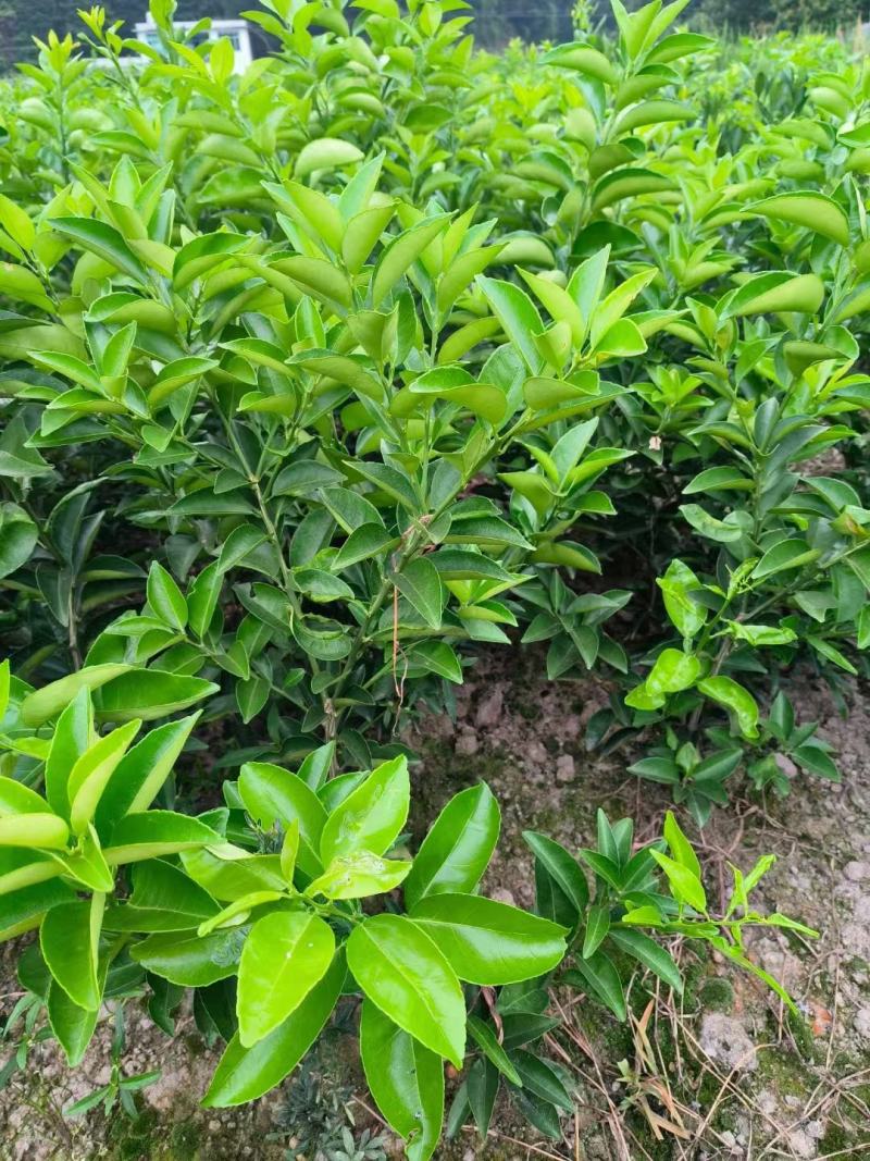 药枳壳苗，基地直供，规格齐全，大量出售，可回收果子
