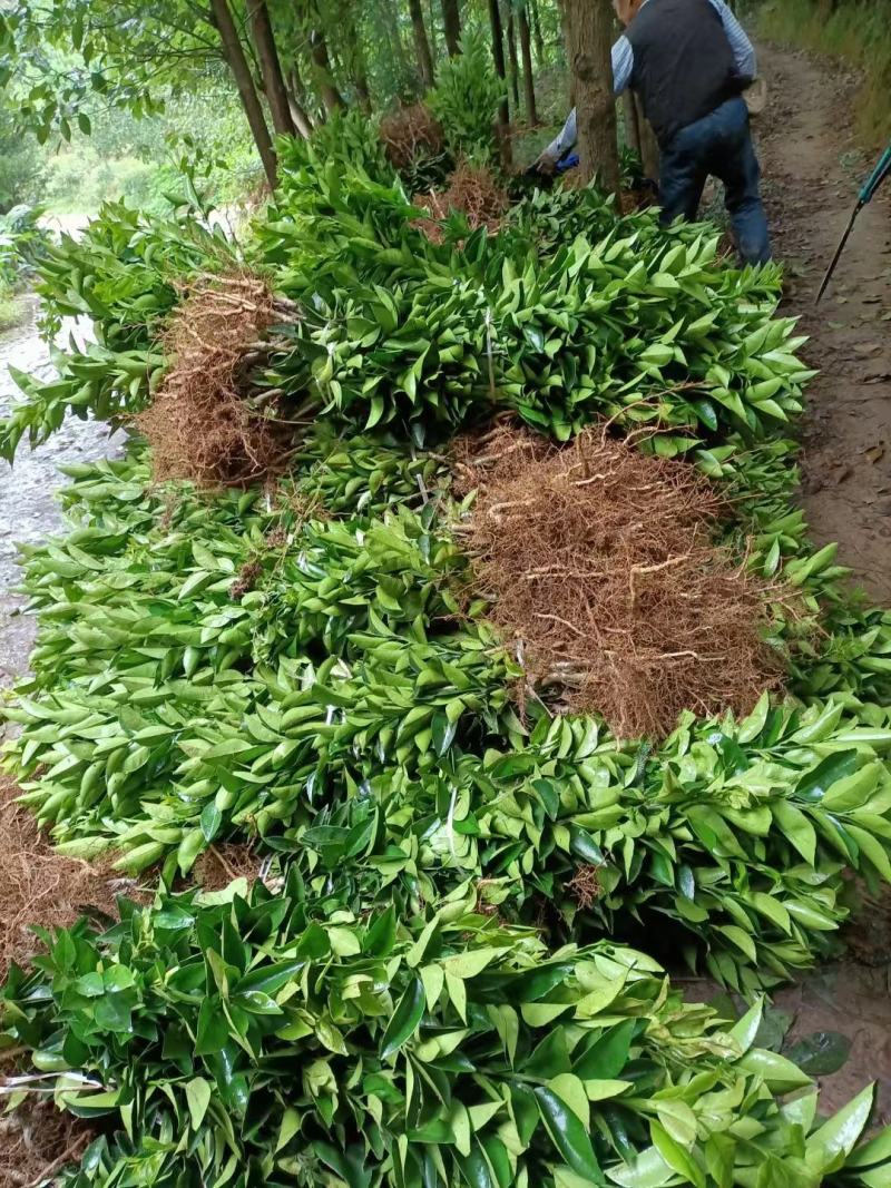 药枳壳苗，基地直供，规格齐全，大量出售，可回收果子