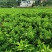 药枳壳苗，基地直供，规格齐全，大量出售，可回收果子