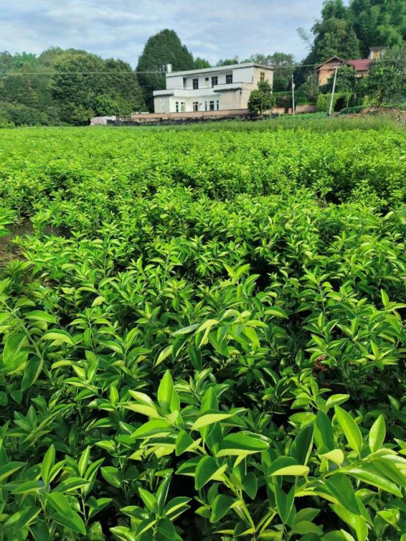 药枳壳苗，基地直供，规格齐全，大量出售，可回收果子