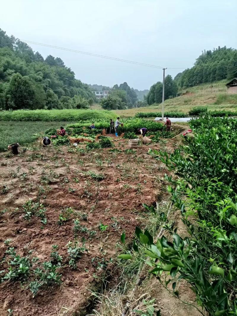 药枳壳苗，基地直供，规格齐全，大量出售，可回收果子
