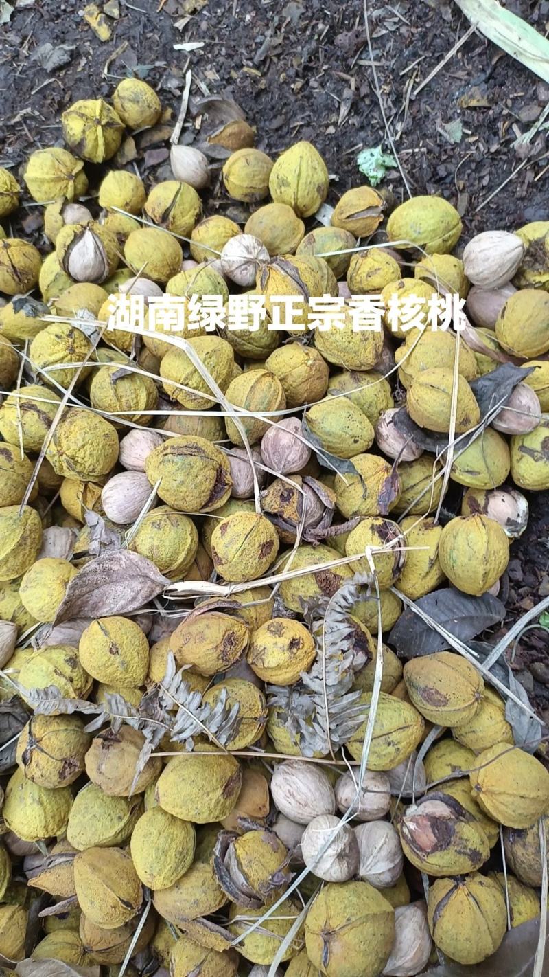 核桃山核桃香核桃量大价优