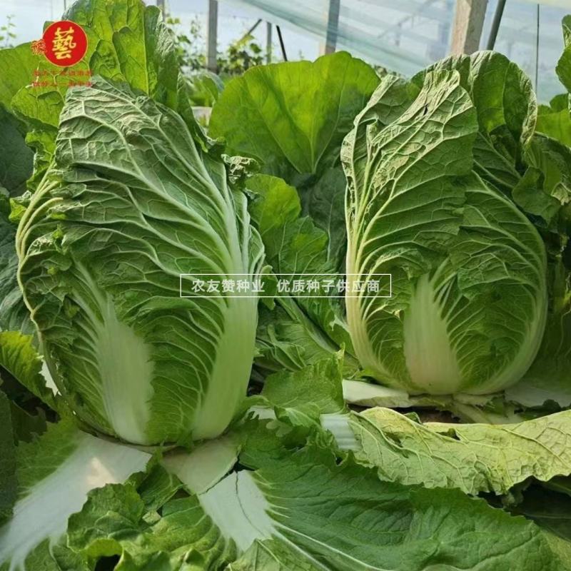 豫艺迎春白菜种子耐寒春季大白菜种子大颗早熟黄心白菜种籽