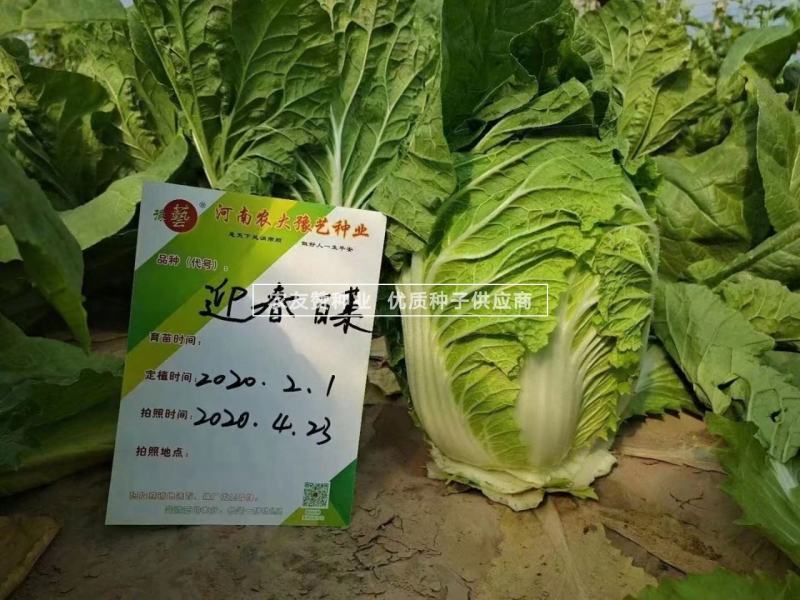 豫艺迎春白菜种子耐寒春季大白菜种子大颗早熟黄心白菜种籽