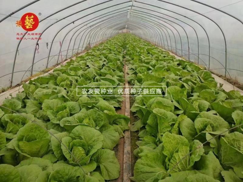 豫艺迎春白菜种子耐寒春季大白菜种子大颗早熟黄心白菜种籽