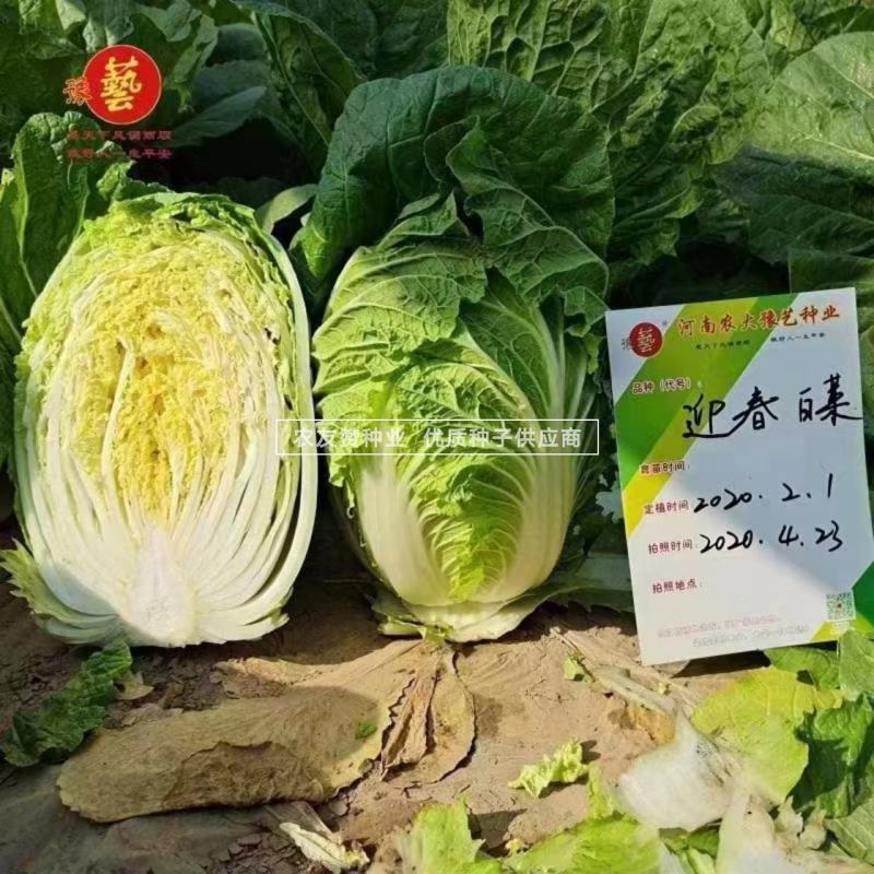 豫艺迎春白菜种子耐寒春季大白菜种子大颗早熟黄心白菜种籽