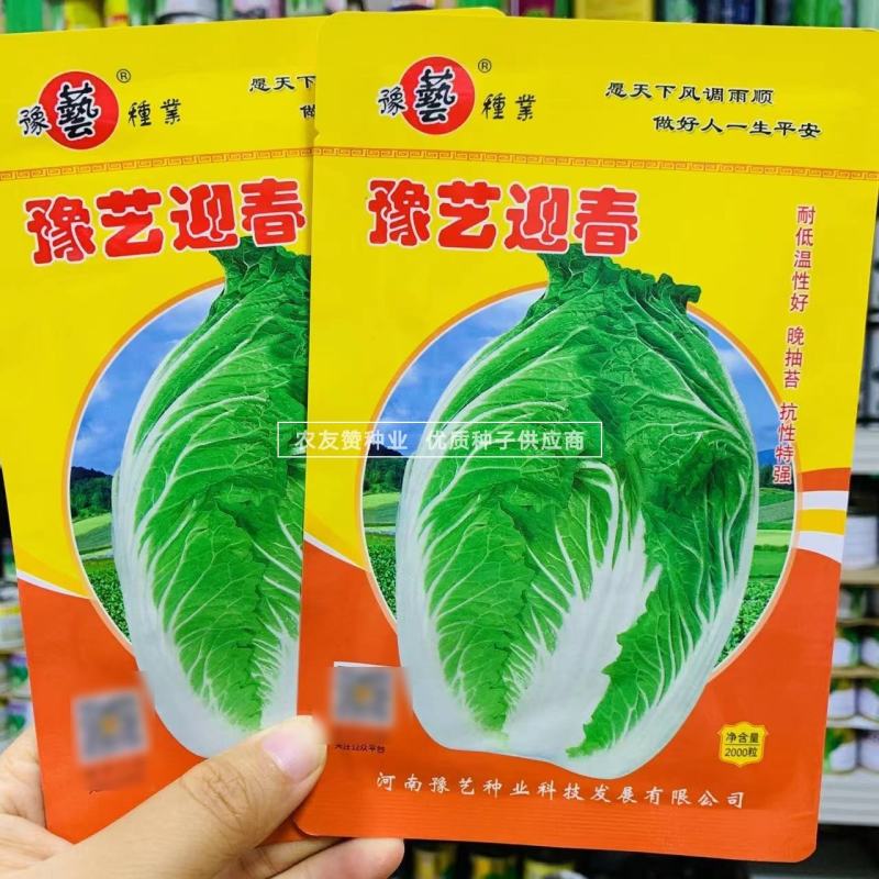 豫艺迎春白菜种子耐寒春季大白菜种子大颗早熟黄心白菜种籽