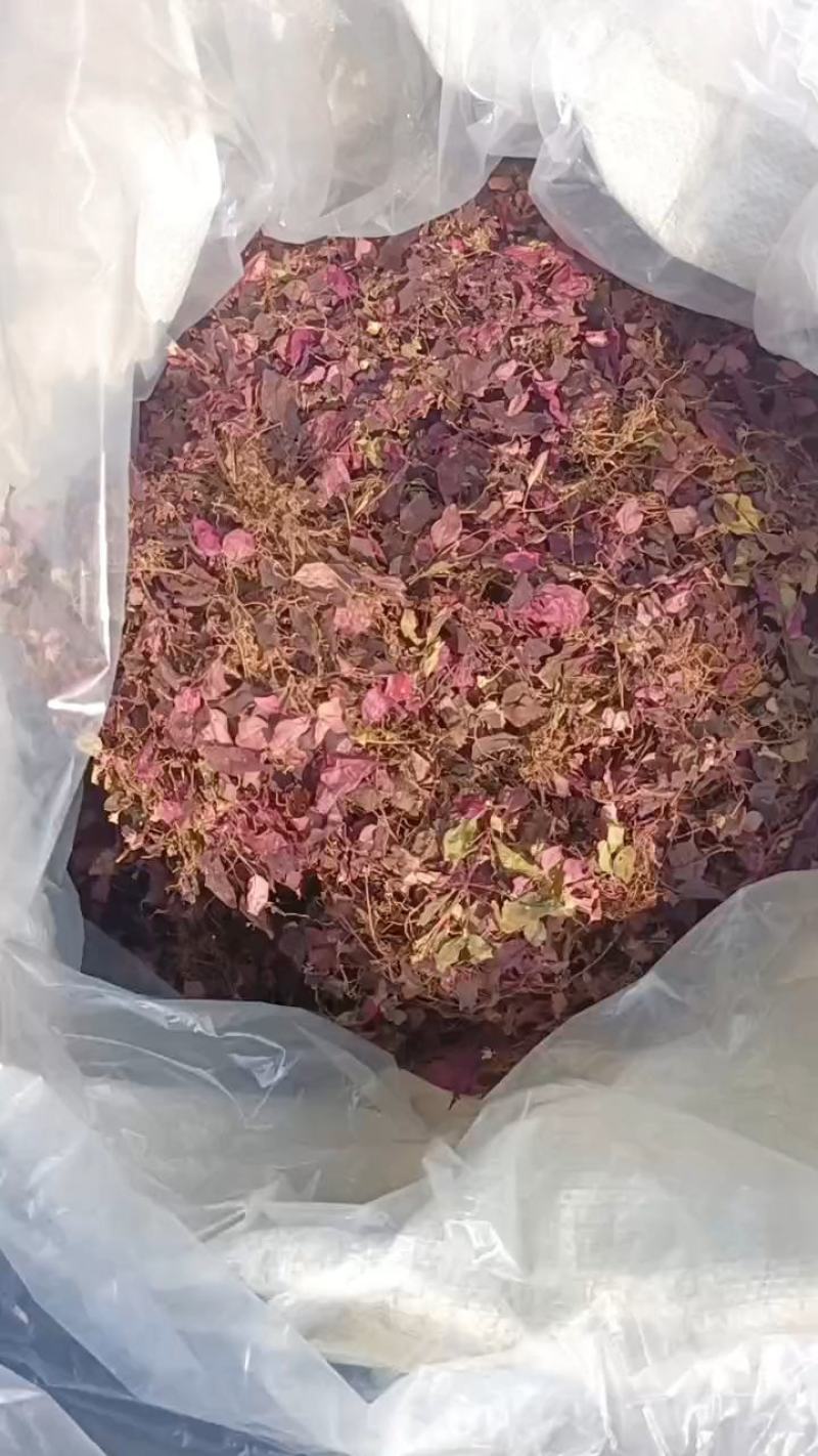 野生风柜斗草，源头产地直供，可供干货，鲜货。水洗风柜斗草