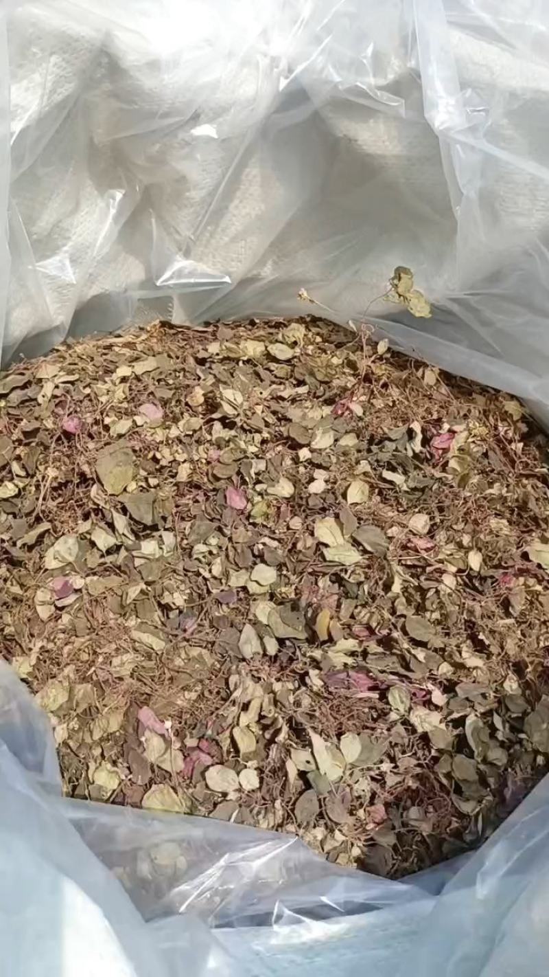 野生风柜斗草，源头产地直供，可供干货，鲜货。水洗风柜斗草