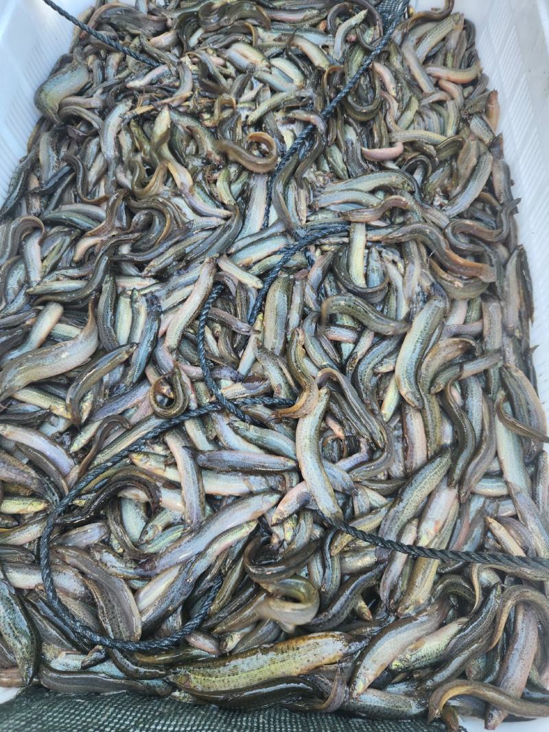 台湾泥鳅