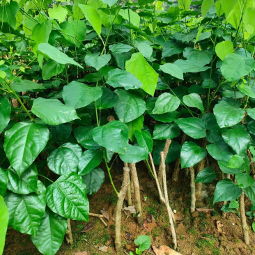 赤苍藤树仔菜苗