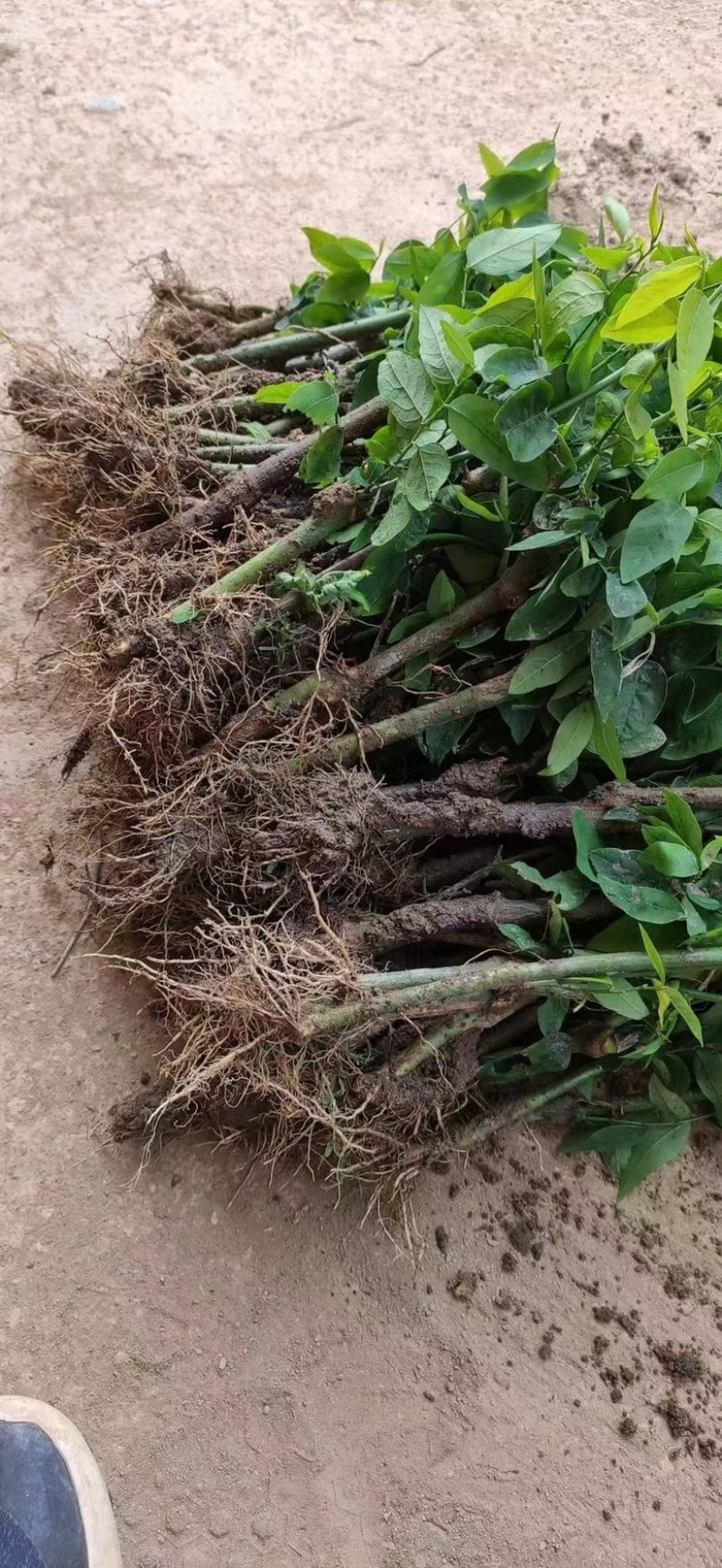 赤苍藤树仔菜苗