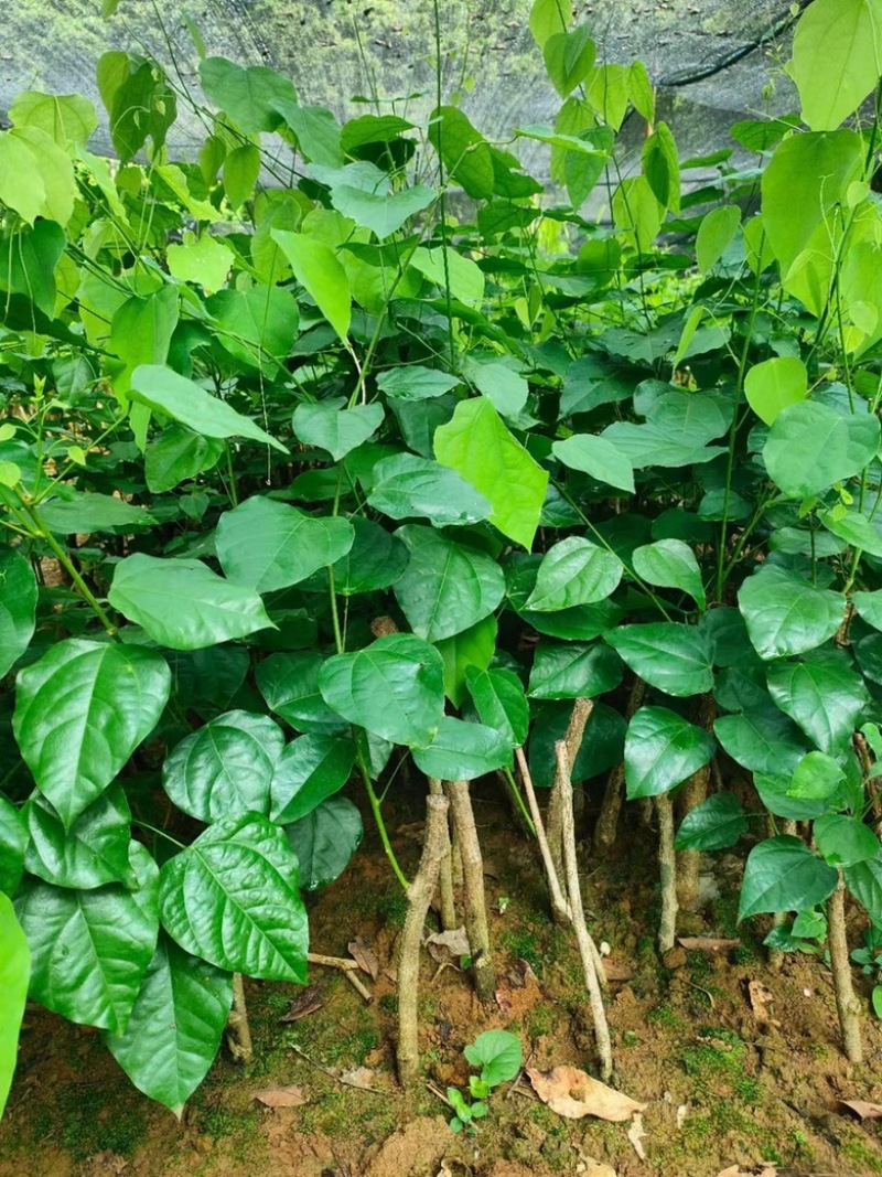 赤苍藤树仔菜苗
