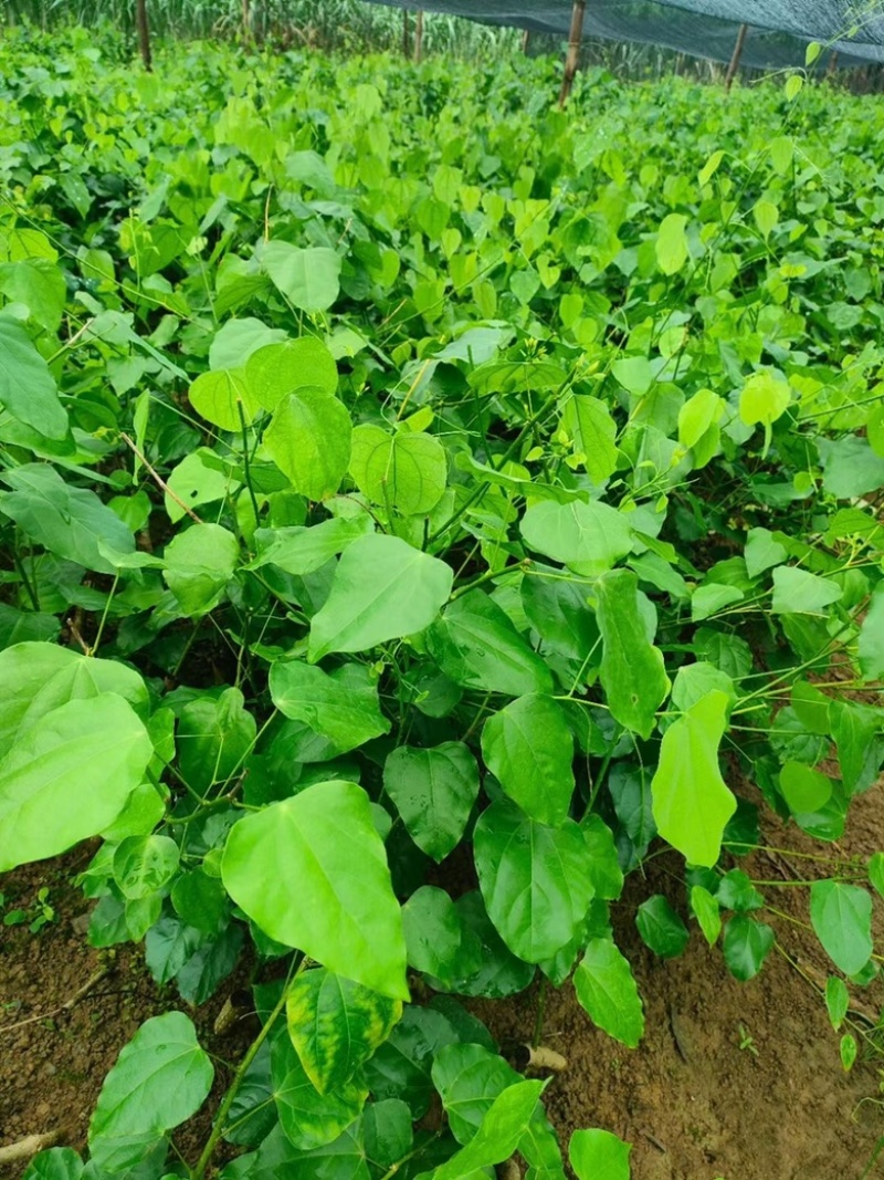 赤苍藤树仔菜苗