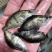 鳜鱼苗桂花鱼翘嘴鳜鱼苗饲料鳜鱼、鱼仔鳜鱼，淡水养殖鱼苗