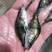 鳜鱼苗桂花鱼翘嘴鳜鱼苗饲料鳜鱼、鱼仔鳜鱼，淡水养殖鱼苗