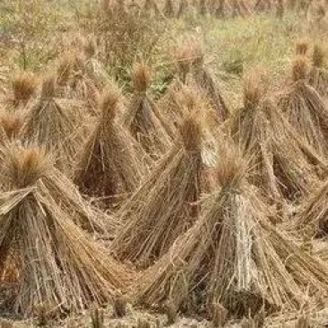 优质稻草