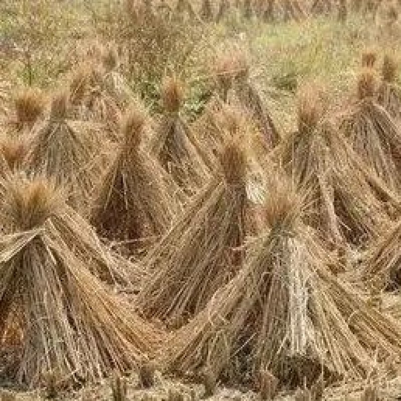 优质稻草
