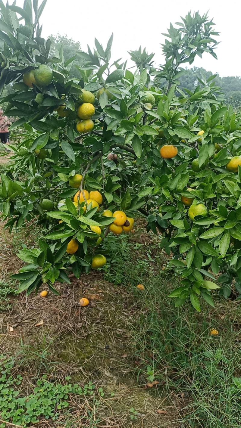广西省全州县，特早蜜桔，口感微酸！果皮靓，个头均匀！