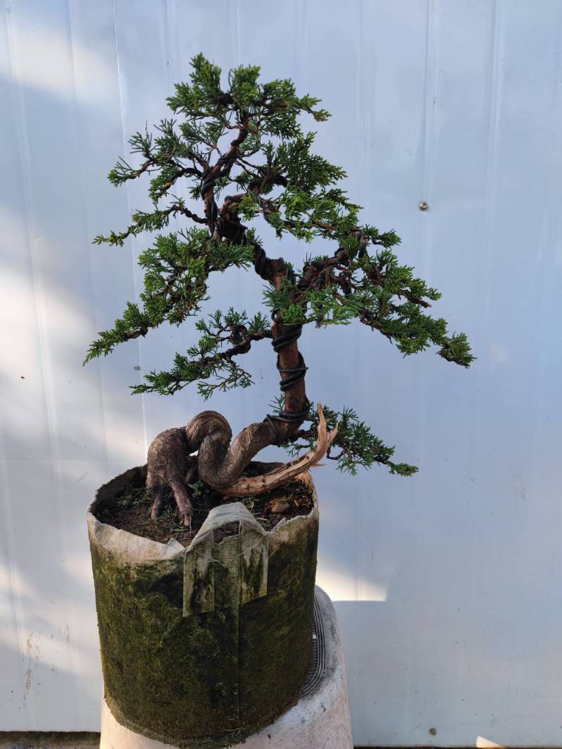 济州真柏小苗济州真柏半成品素老桩盆景