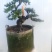 济州真柏小苗济州真柏半成品素老桩盆景