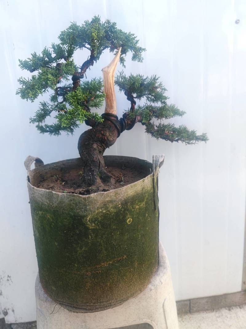 济州真柏小苗济州真柏半成品素老桩盆景