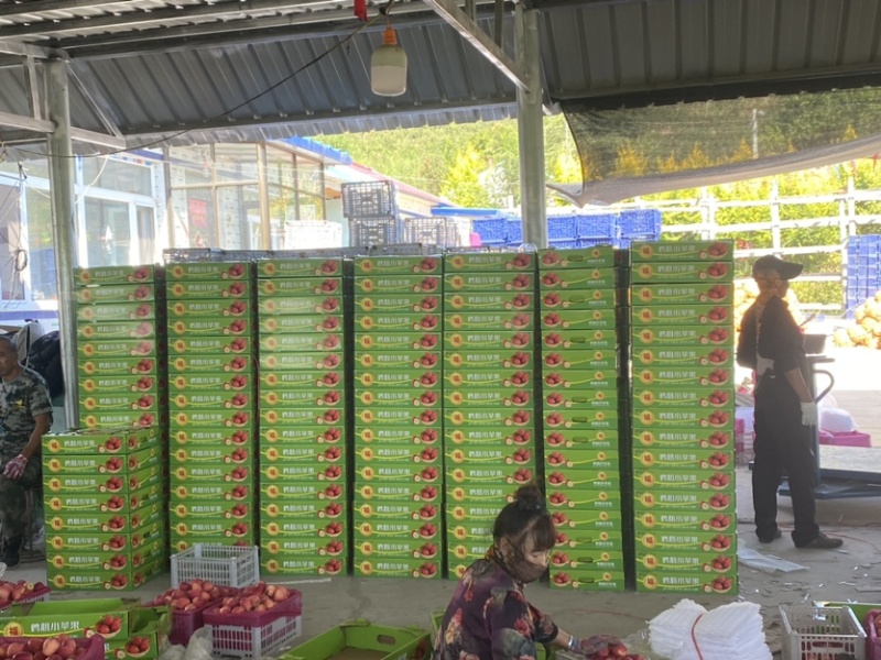 辽宁西丰锦绣海棠鸡心果大量上市，产地供货一手货源