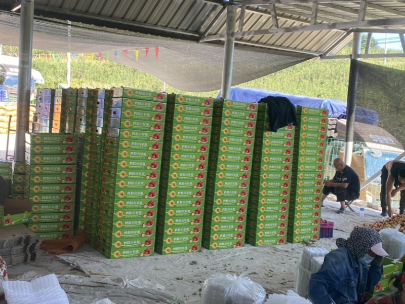 辽宁西丰锦绣海棠鸡心果大量上市，产地供货一手货源