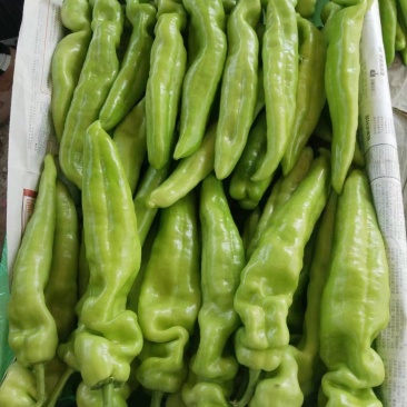 大棚黄皮，青黄皮尖椒