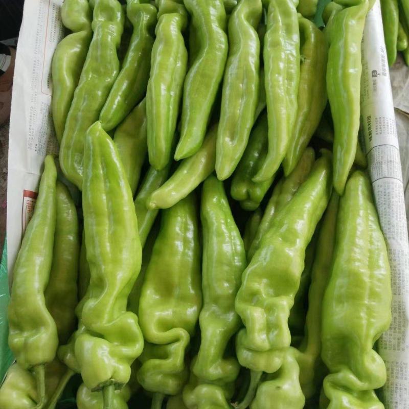 大棚黄皮，青黄皮尖椒