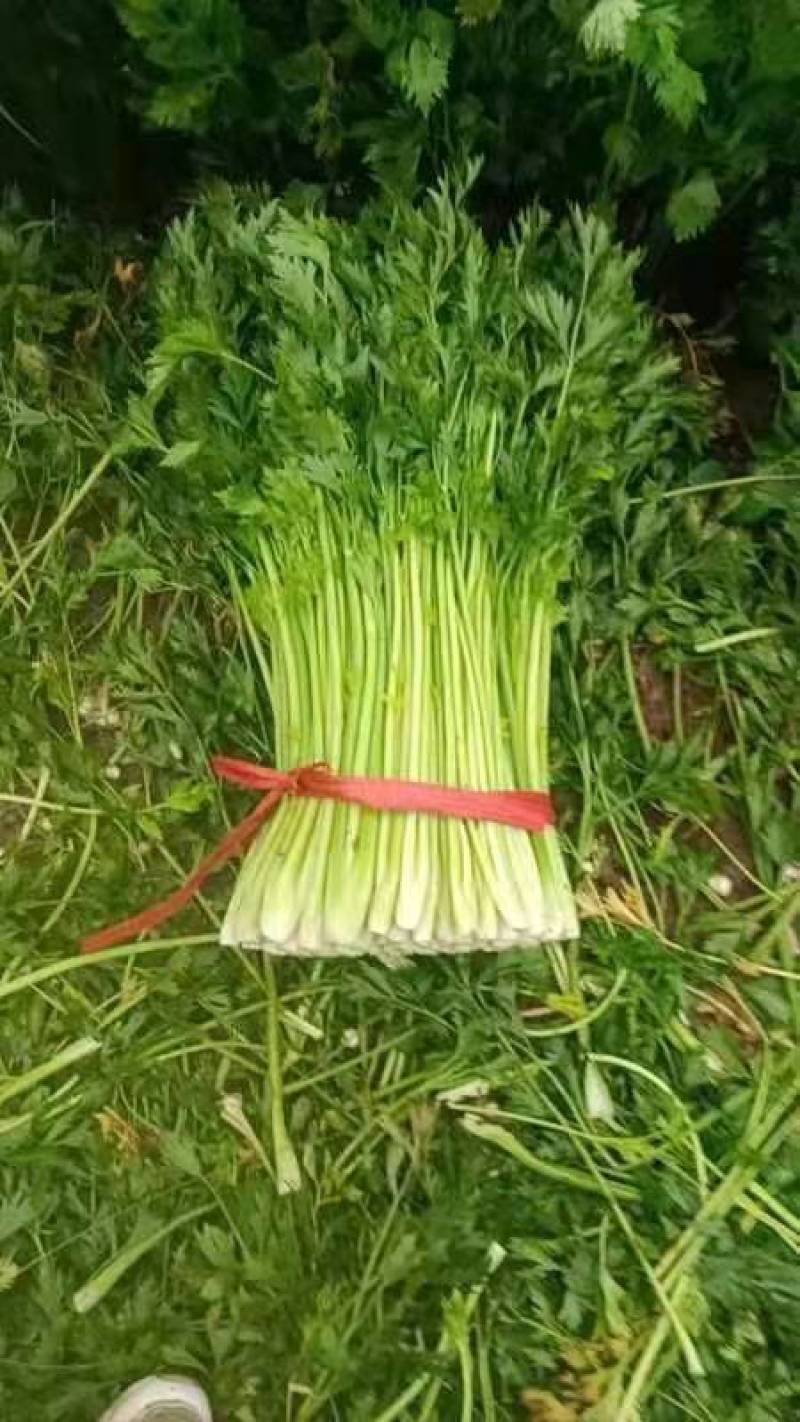芹菜便宜了