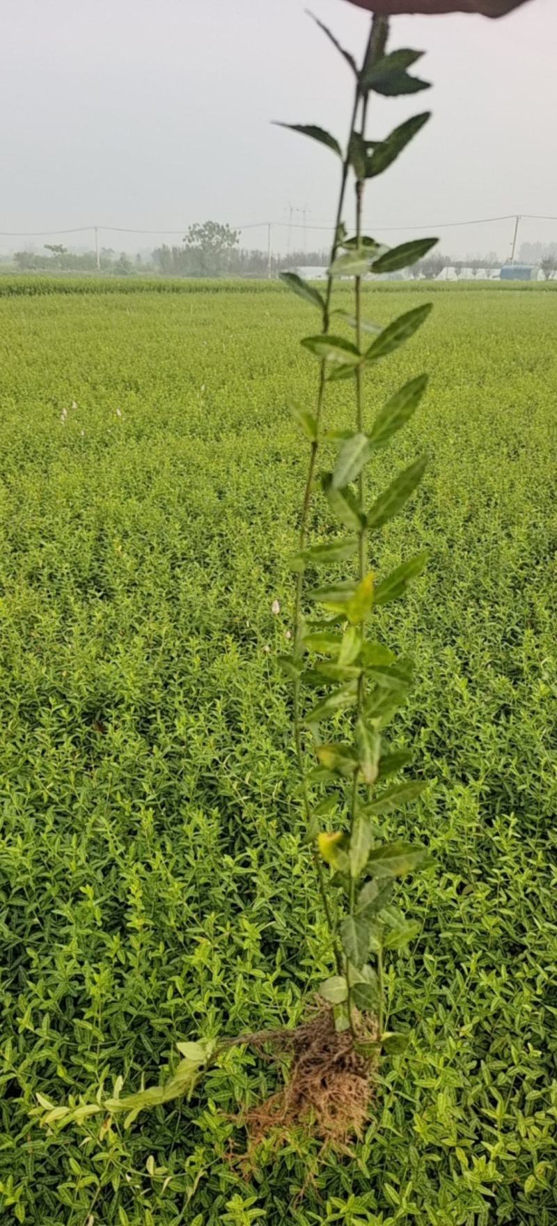 小叶扶芳滕基地直销