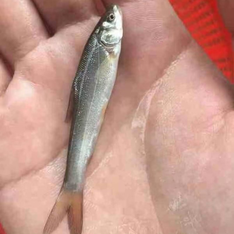 银鳕鱼苗规格齐全，可以送货上门。货到付款