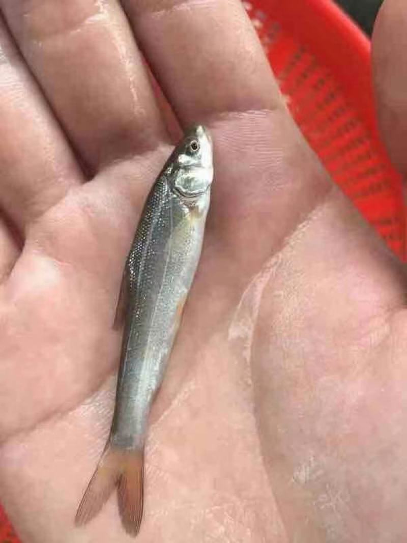银鳕鱼苗规格齐全，可以送货上门。货到付款