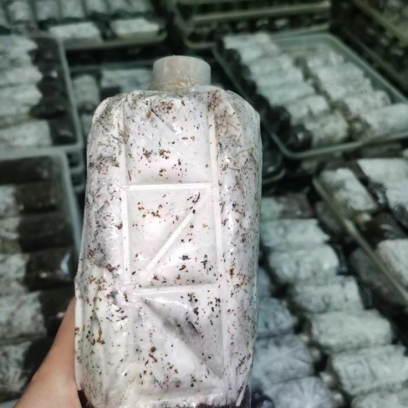 毛慈姑种子伴生菌，出苗率高，欢迎全国各地老板采购。
