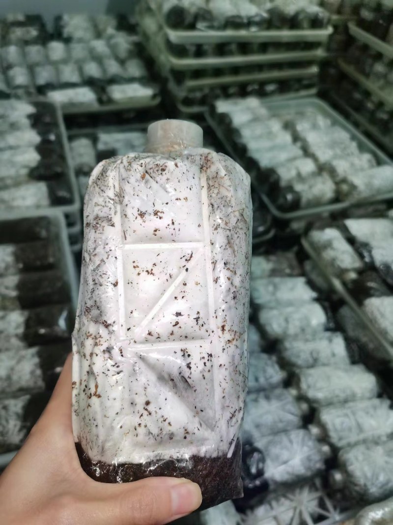 毛慈姑种子伴生菌，出苗率高，欢迎全国各地老板采购。