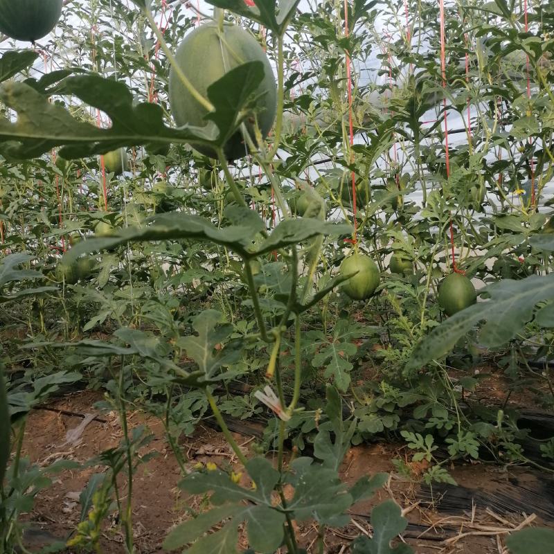 小凤西瓜收的老板联系我