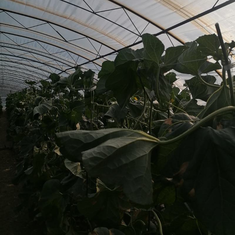 景甜绿瓜，神蜜三号收的老板联系我