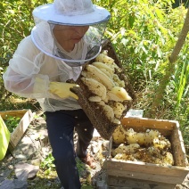 悬崖下的野生蜂蜜